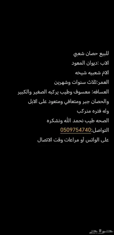 حصان عربي شعبي 0