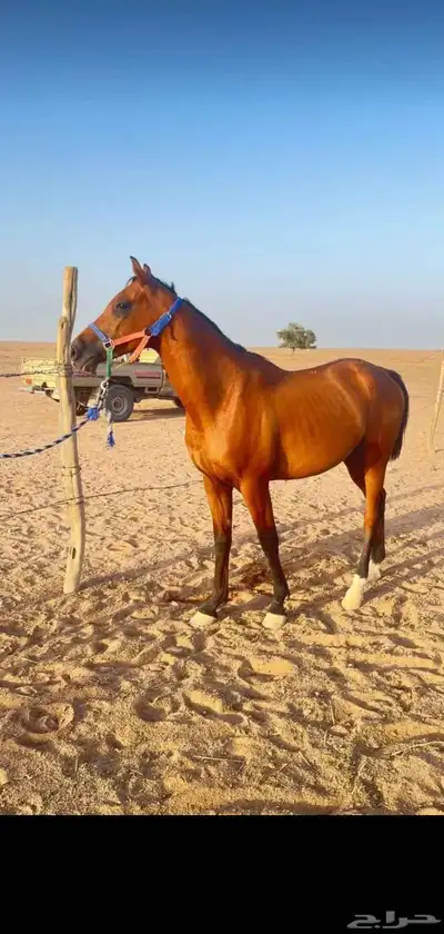حصان عربي شعبي 1