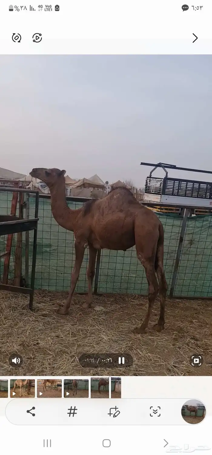 قعود للبيع اللون احمر ( تم البيع خارج الموقع ) 3
