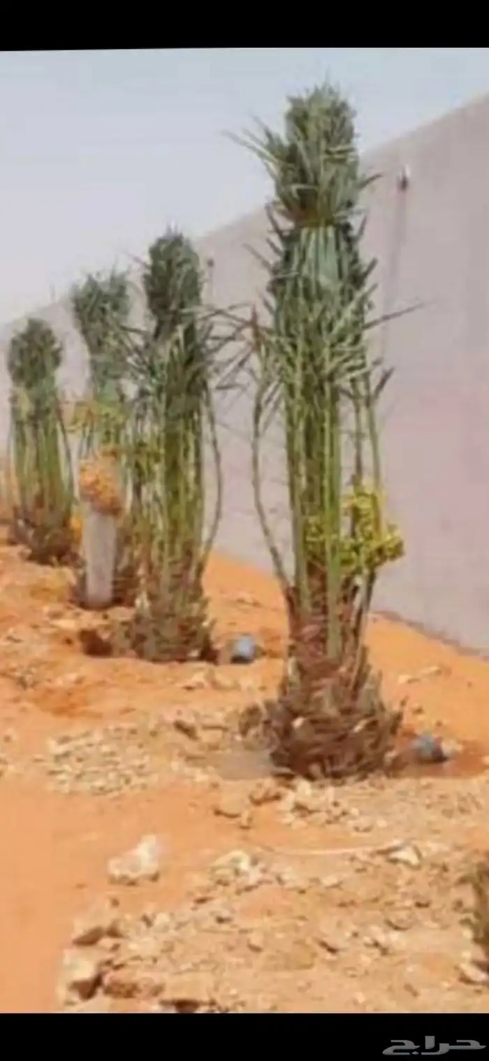 نخيل القصيم المثمرة 3