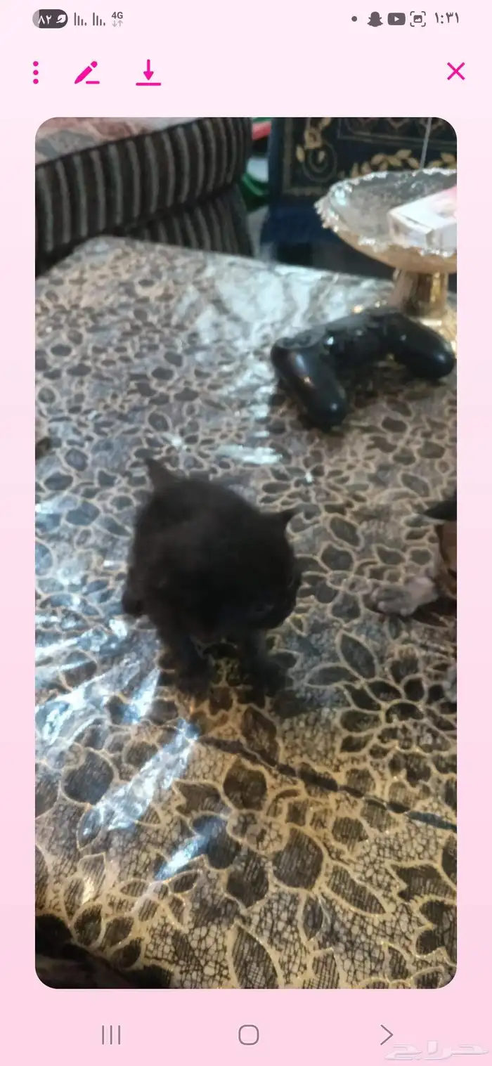 قطط شيرازي حديثة الولاده للبيع 2