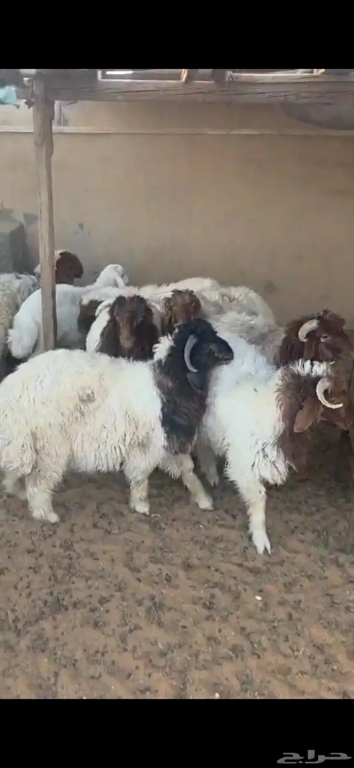 ذبيحتك توصل لاحد بيتك 1