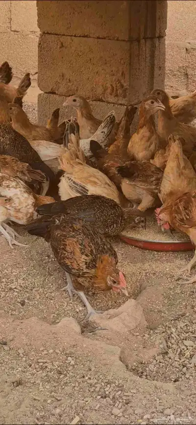دجاج(صوص) بلدي 0