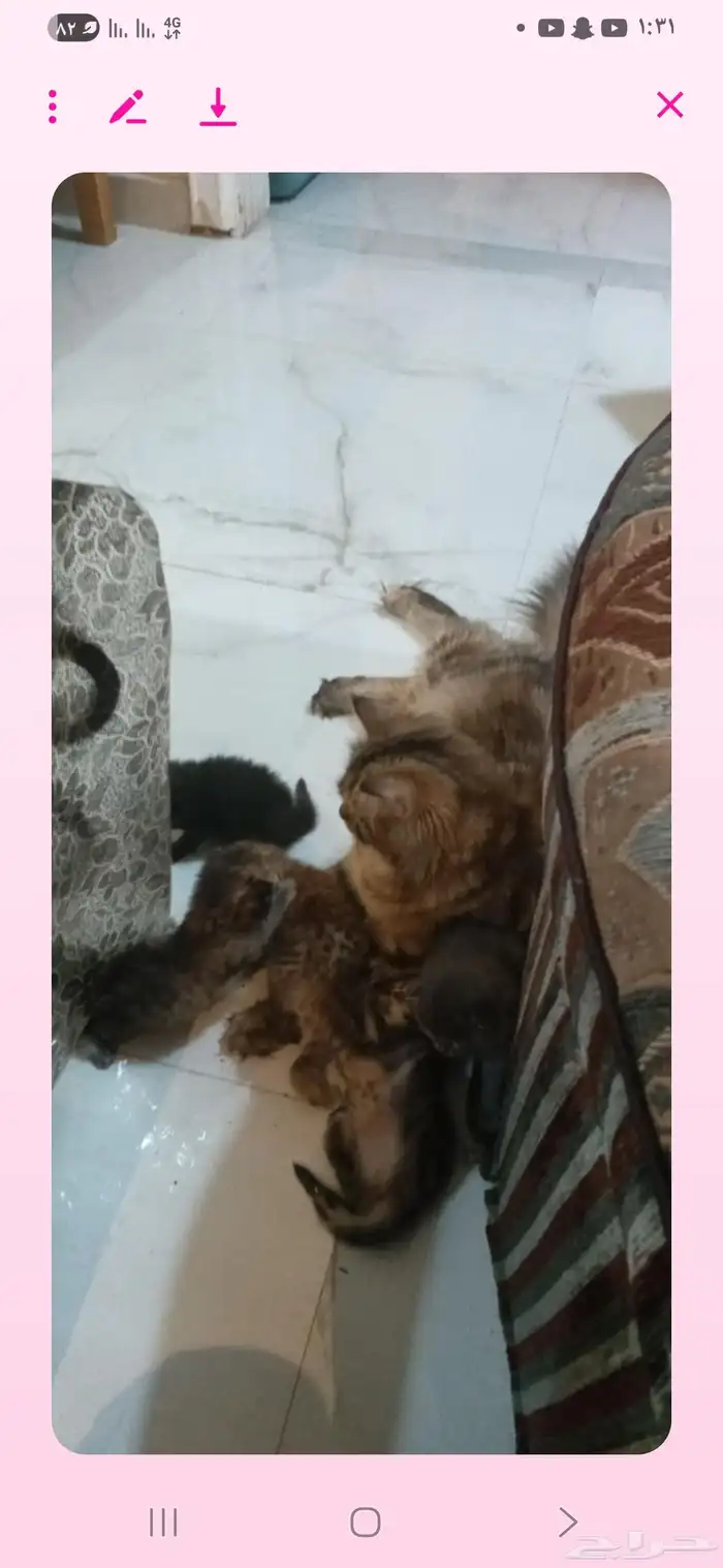 قطط شيرازي حديثة الولاده للبيع 5