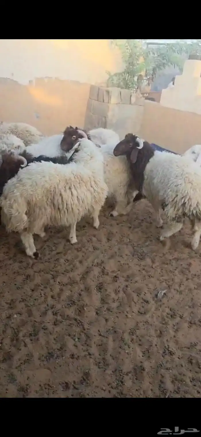 ذبيحتك توصل لاحد بيتك 2
