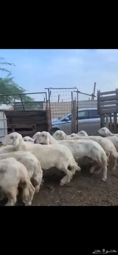 ضان دفيع ومضاريع 2