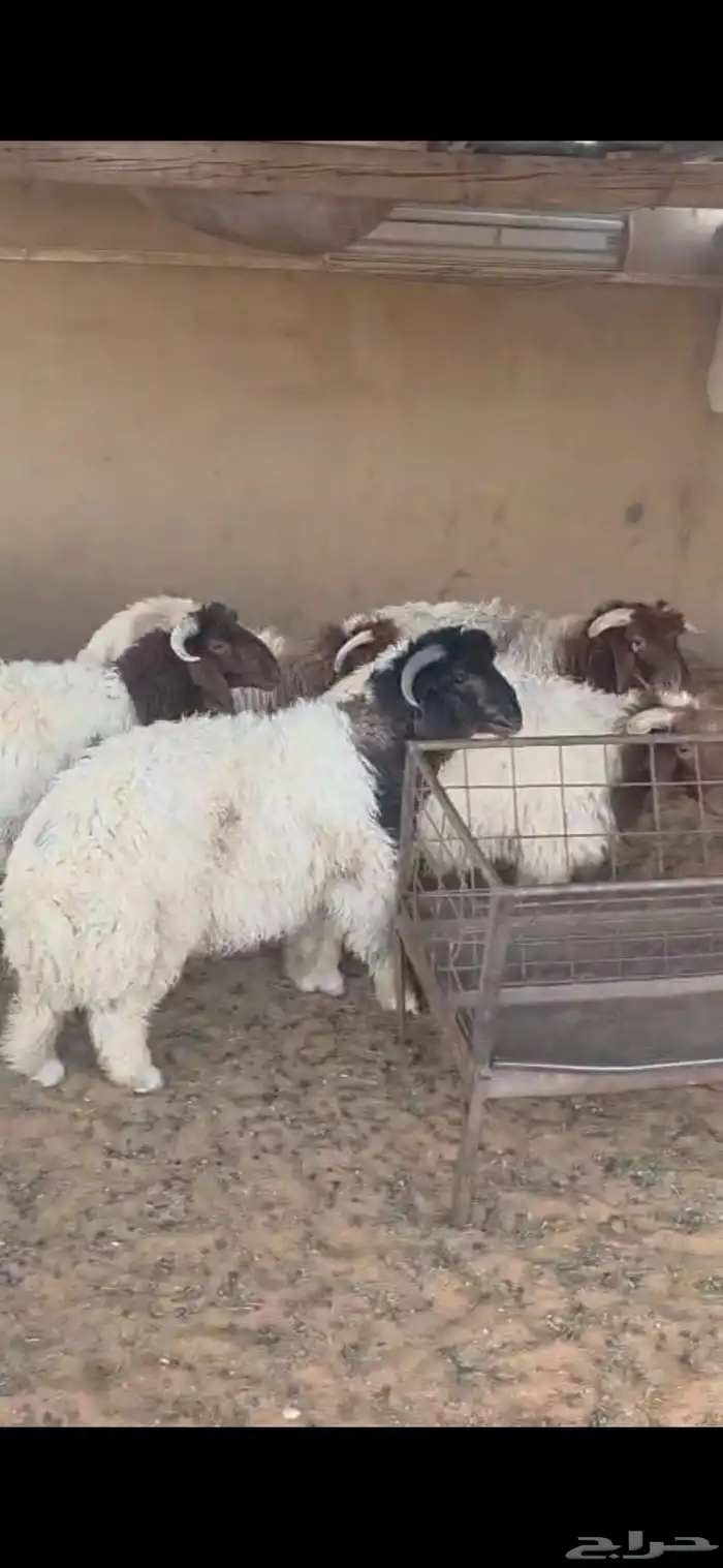 ذبيحتك توصل لاحد بيتك 3