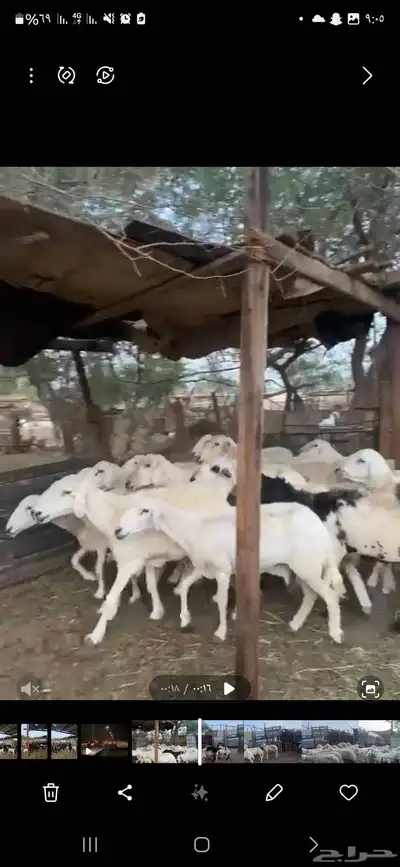 ضان دفيع ومضاريع 1