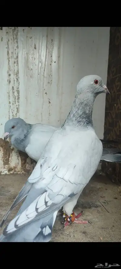 حمام شامي مشامشه وقرنفلي 7