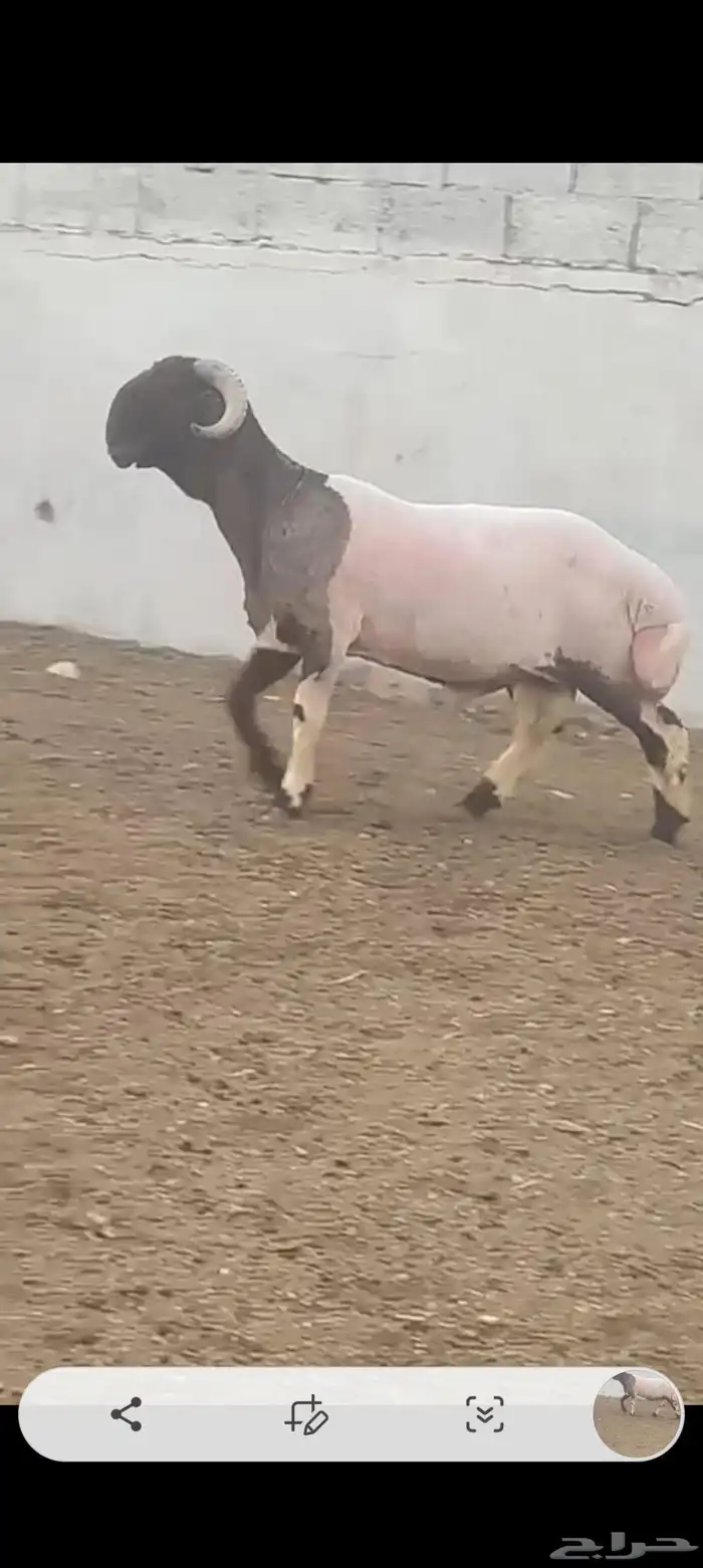 جدعان طيبات للبيع العدد2 راس 3