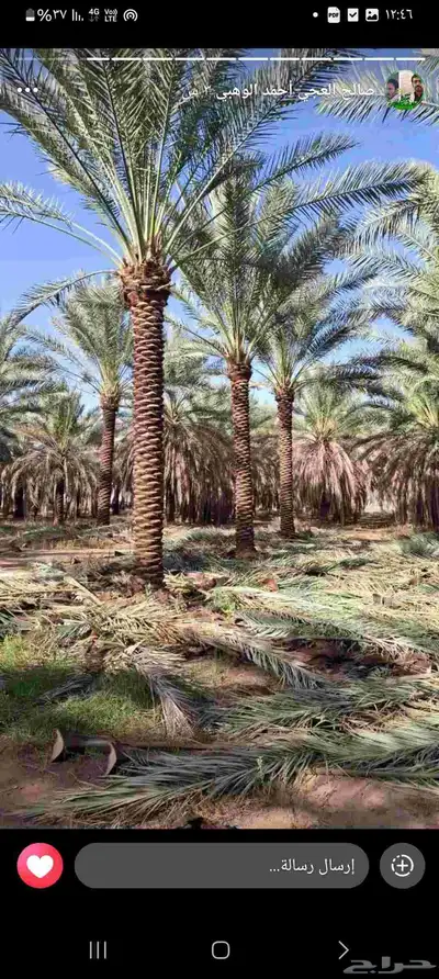 فسايل ونخيل بجميع أنواعها 6