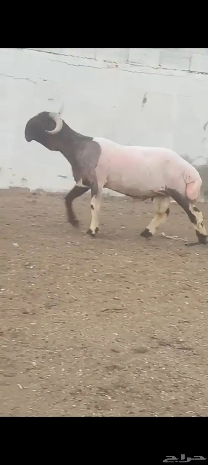 جدعان طيبات للبيع العدد2 راس 5