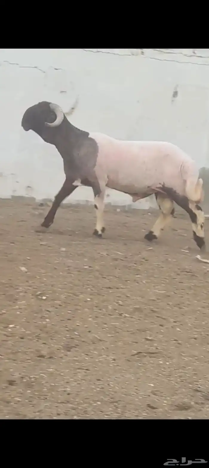 جدعان طيبات للبيع العدد2 راس 4