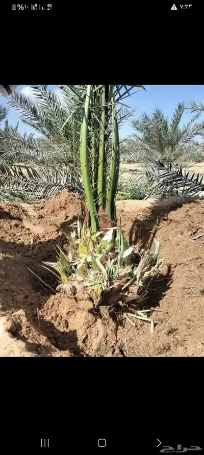 فسايل ونخيل بجميع أنواعها 8