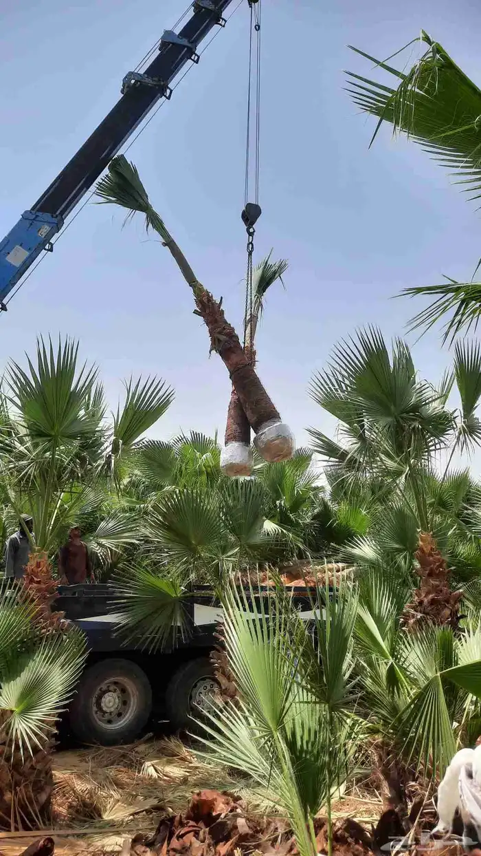 نخيل واشنطني أمريكي زينه 2