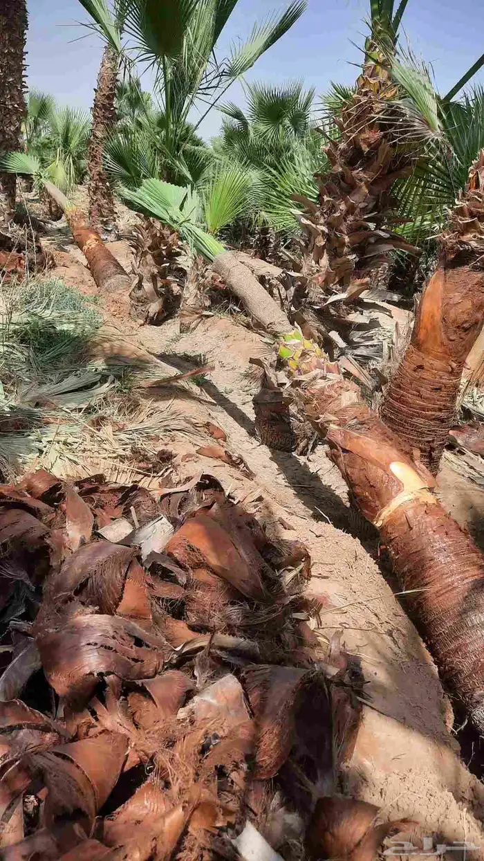 نخيل واشنطني أمريكي زينه 7