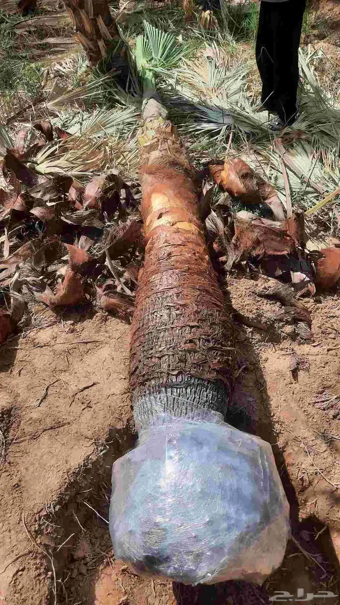 نخيل واشنطني أمريكي زينه 6