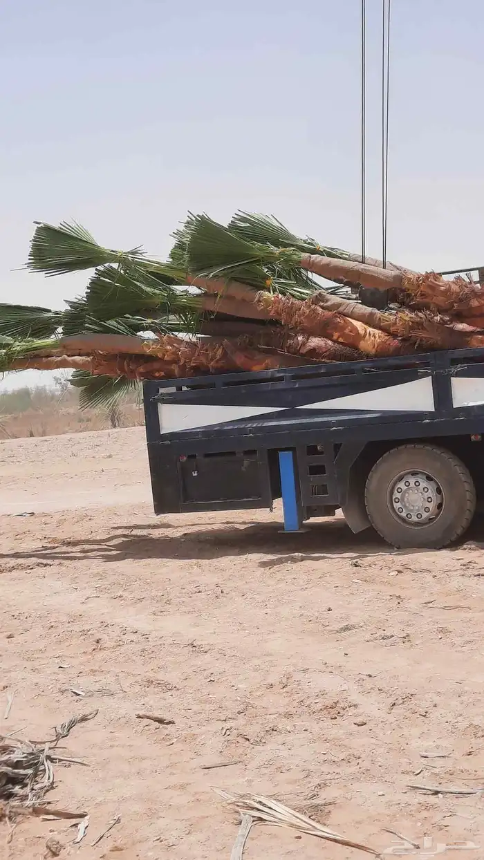 نخيل واشنطني أمريكي زينه 0