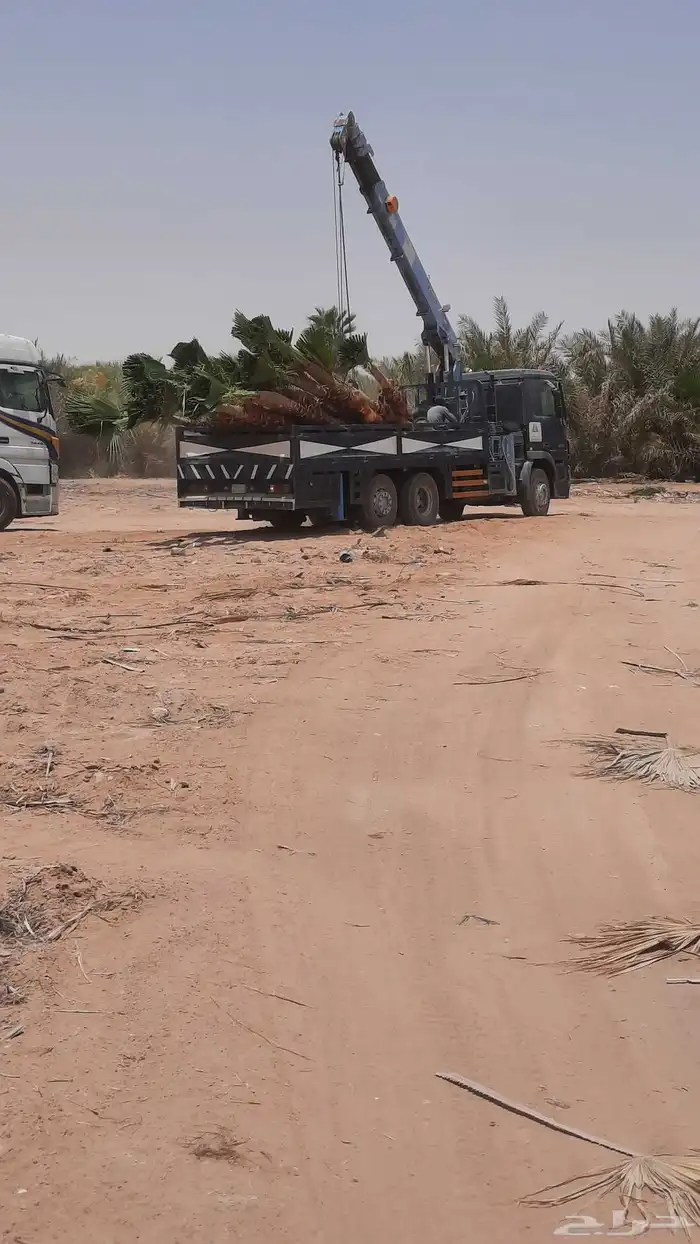 نخيل واشنطني أمريكي زينه 1