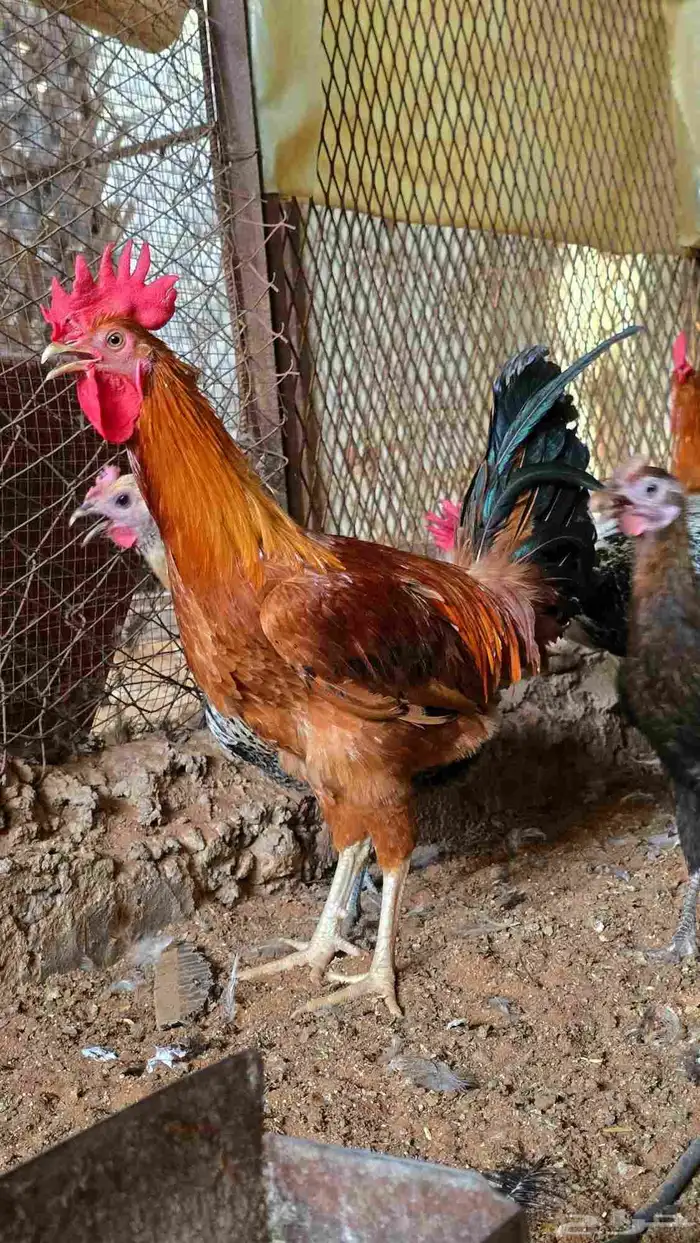 دجاج بياض عمر 7 - 8 شهور منوت القناي 0