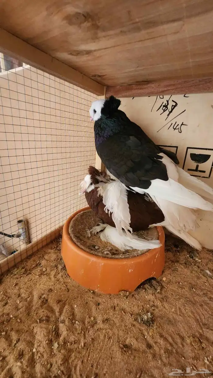 للبيع حمام وقمري 23