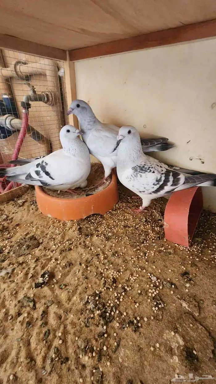 للبيع حمام وقمري 21
