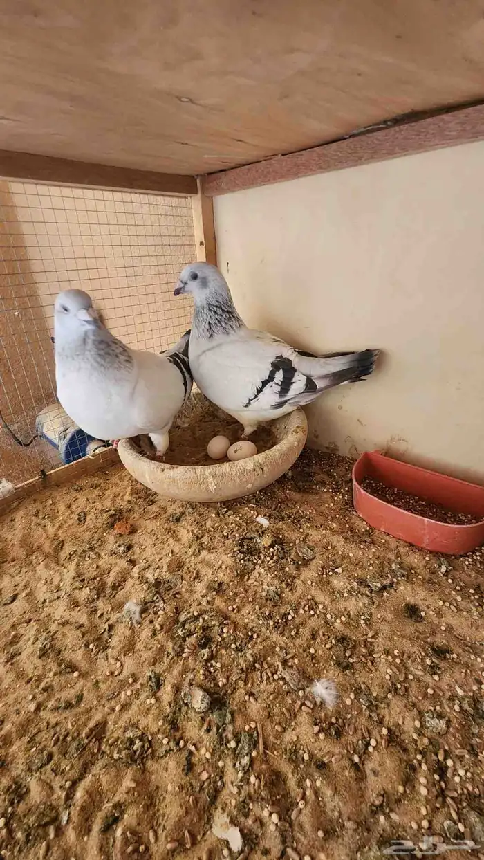 للبيع حمام وقمري 22
