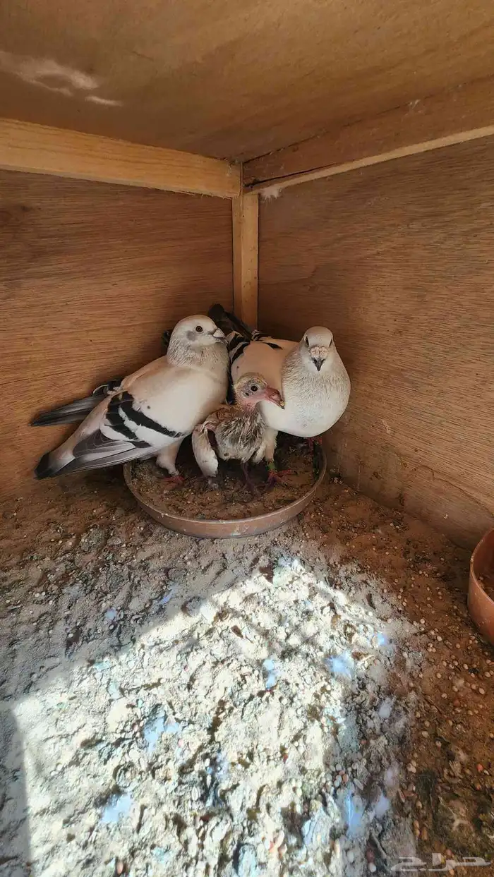 للبيع حمام وقمري 18