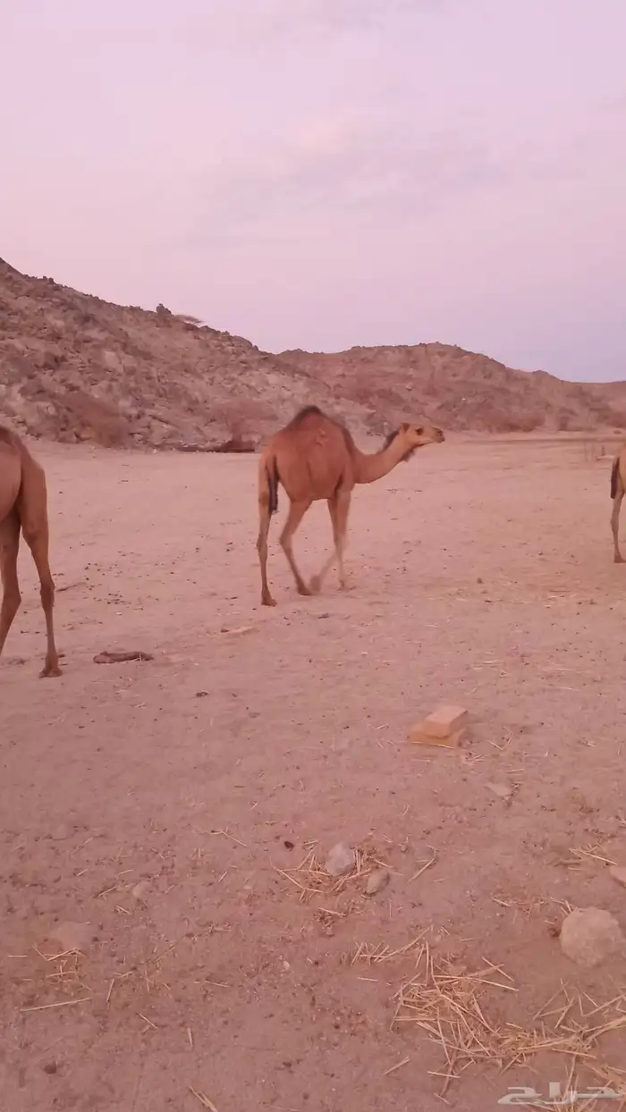 بكار حمر سواحل لبيع 3