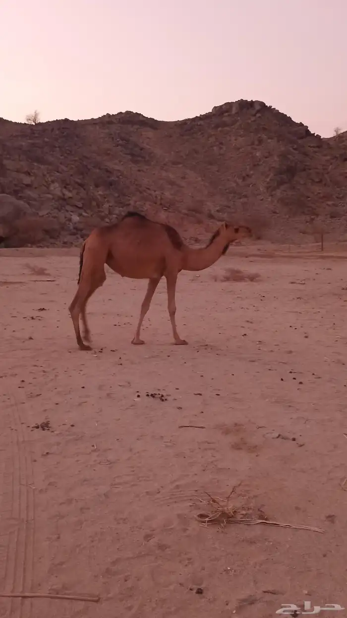 بكار حمر سواحل لبيع 0