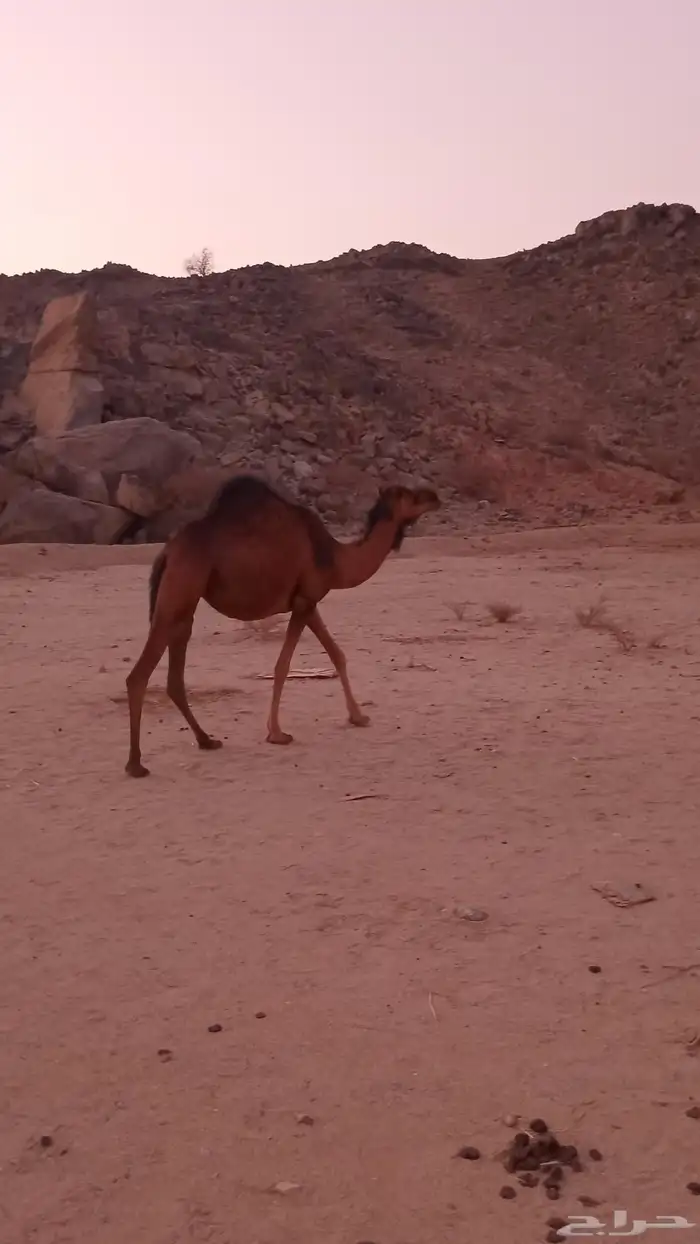 بكار حمر سواحل لبيع 1
