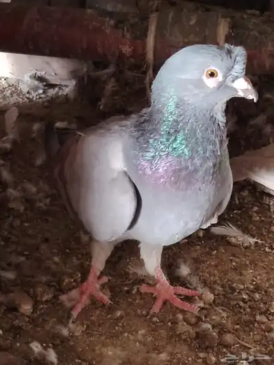 حمام شامي للبيع 2
