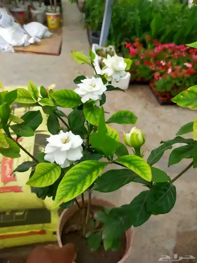 ابويوسف 5