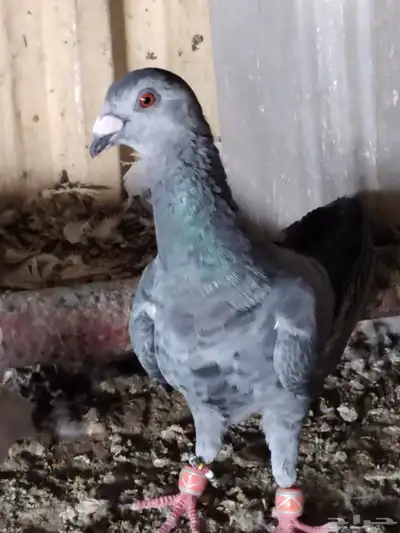 شفرات سود للبيع 1
