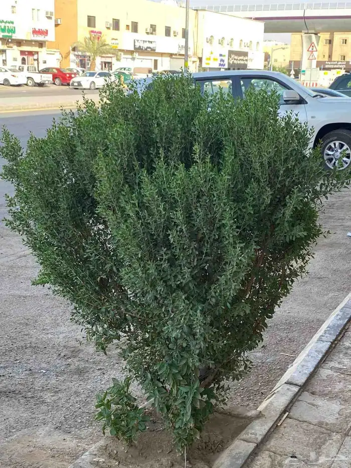 مشتل زراعي 2
