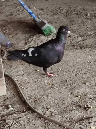 حمام شامي للبيع 5