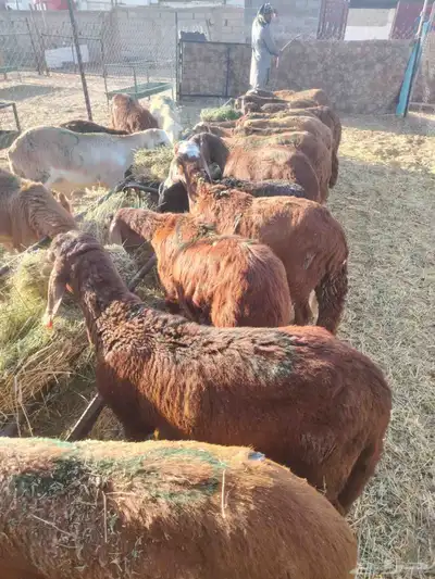 برابر وتيوس صوماليه وسواكن حمرى جذع قعدان صوماليه 4