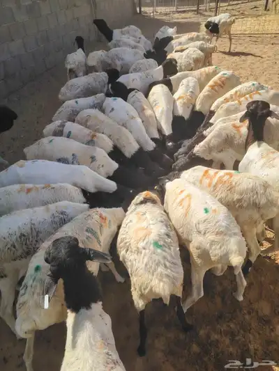 برابر وتيوس صوماليه وسواكن حمرى جذع قعدان صوماليه 1
