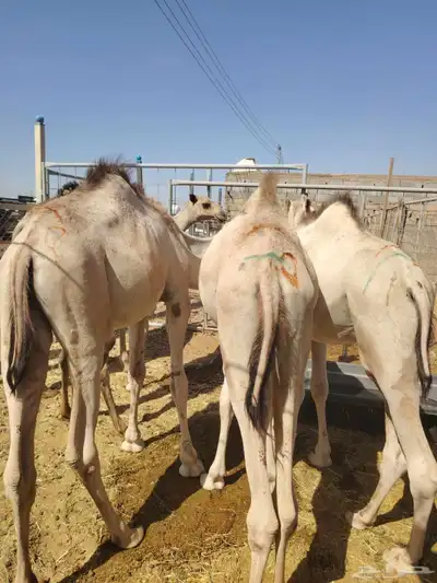 برابر وتيوس صوماليه وسواكن حمرى جذع قعدان صوماليه 3