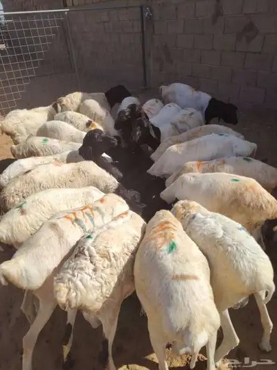 برابر وتيوس صوماليه وسواكن حمرى جذع قعدان صوماليه 2