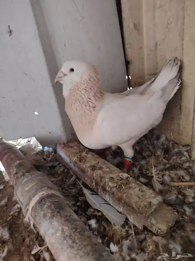 حمام شامي للبيع 6