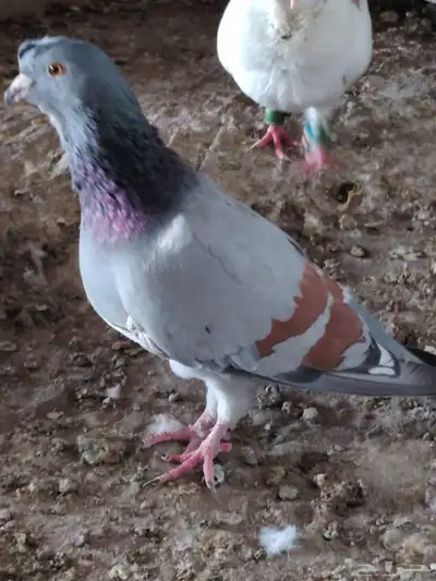 حمام شامي للبيع 3