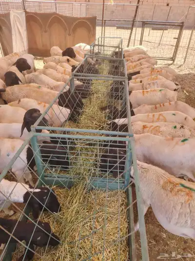 برابر وتيوس صوماليه وسواكن حمرى جذع قعدان صوماليه 0