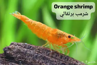 شرمب اللوان مختلفة 3