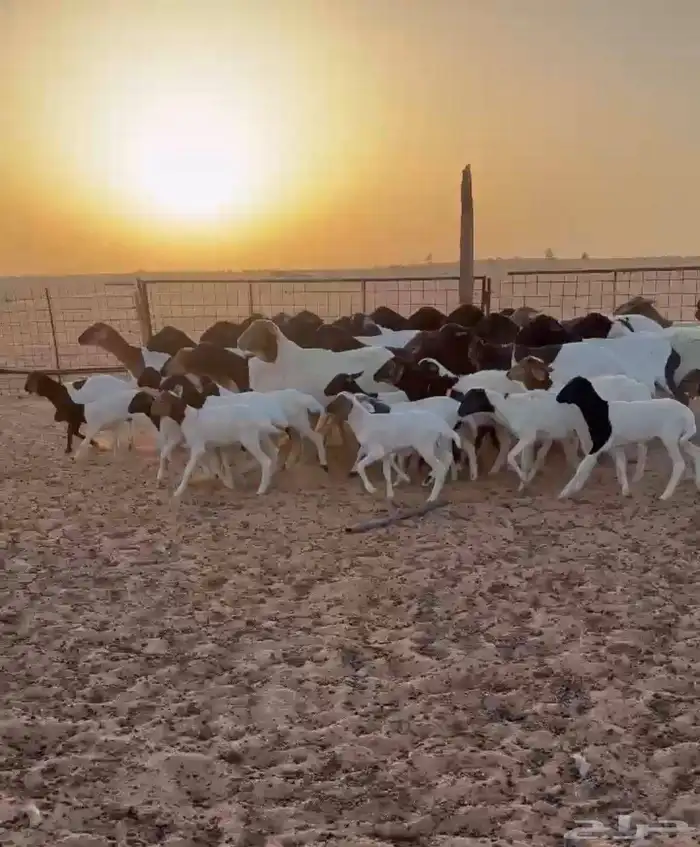 برابر مواليد 0