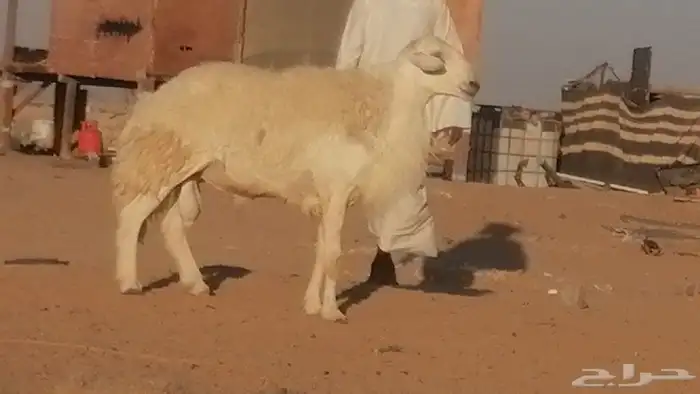 فحل حري احرش مشروط طلي مشروط 1