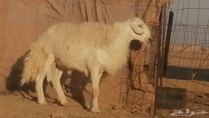 فحل حري احرش مشروط طلي مشروط 4