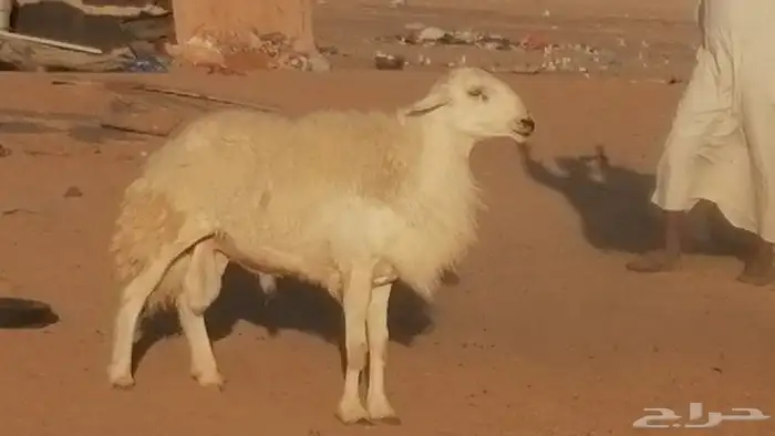 فحل حري احرش مشروط طلي مشروط 2