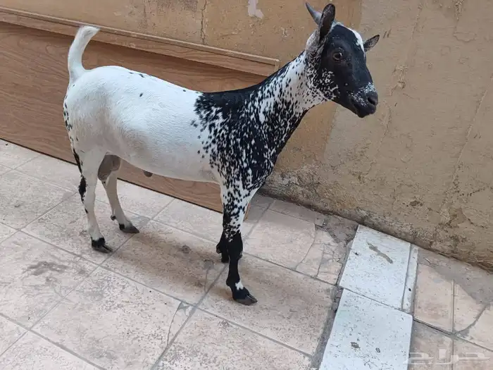 تيس يمني للبيع العمر 5شهور 0