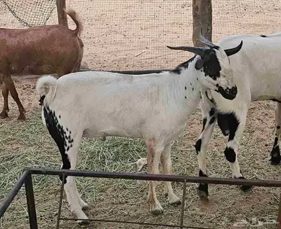 تيس بيشي 0